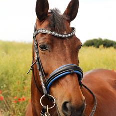 Anden særlig race Karlsbjerggårds sakia