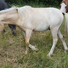 Welsh Mountain (sec A) noerrelide's Santos 