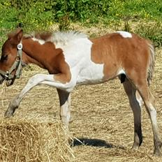 Welsh Partbred (Sec F) Team Babs's zorro