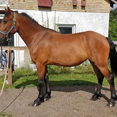 Anden særlig race Nabia SOLGT