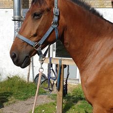 Anden særlig race Nabia SOLGT