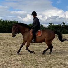 Anden særlig race Contess