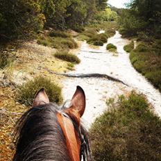 Anden særlig race Hmsogwestern's Rainbow