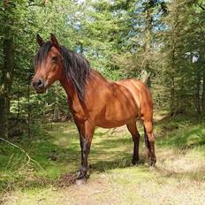 Anden særlig race Hmsogwestern's Rainbow