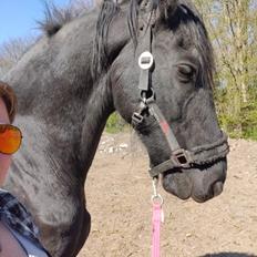 Frieser Sjouke van t' sonnis