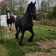 Frieser Sjouke van t' sonnis