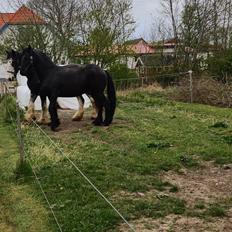 Frieser Sjouke van t' sonnis