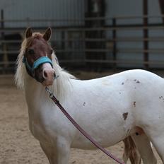 Anden særlig race Cassiopeia