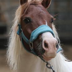 Anden særlig race Cassiopeia