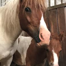 Anden særlig race Cassiopeia