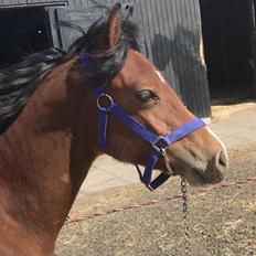 Welsh Pony af Cob-type (sec C) Chopins Mushu