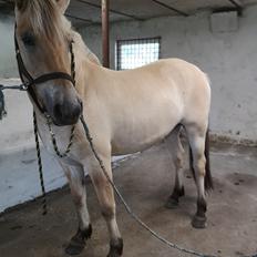 Fjordhest Asta Møldrup 