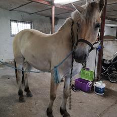 Fjordhest Asta Møldrup 