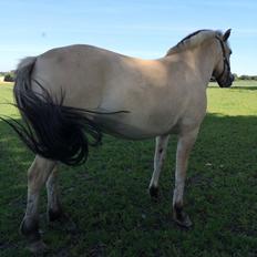 Fjordhest Asta Møldrup 