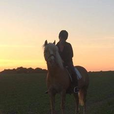 Haflinger Højvangs Cheri