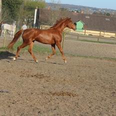 Dansk Varmblod Lohmann's zalina
