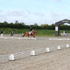 Dansk Varmblod Lohmann's zalina