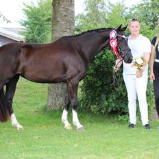 Welsh Partbred (Sec F) Struntze´s Good Point BRSDH 836