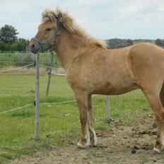 Islænder Draumur fra Skerne 