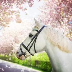 Anden særlig race Irish Patch  *I.P* [Himmel hest]