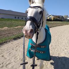 Anden særlig race Irish Patch  *I.P* [Himmel hest]