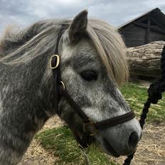 Shetlænder Skenekulls lille milton