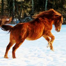 Anden særlig race Grønvangs Quinzy [R.I.P]