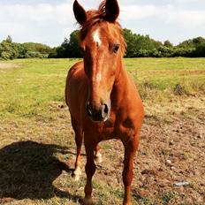 Anden særlig race Grønvangs Quinzy [R.I.P]