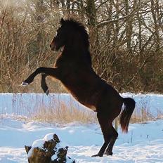Anden særlig race Grønvangs Edward |Eddie|