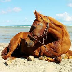 New Forest Grønvangs Surprise |Solleh| [R.I.P]