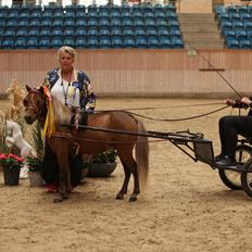 Amerikansk Miniature Bob Marley Is A Superstar