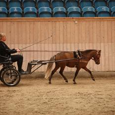 Amerikansk Miniature Bob Marley Is A Superstar