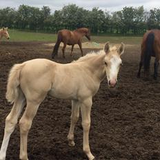 Palomino Lundsgaards Witano