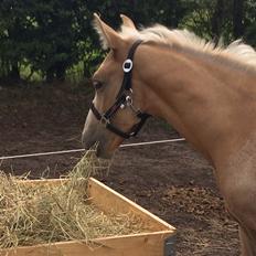 Palomino Lundsgaards Witano