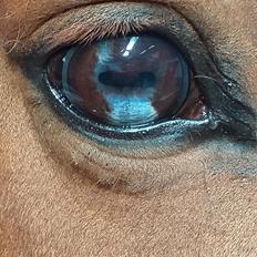 Anden særlig race Fancy  *Fancy Pancy Buks* [Solgt]