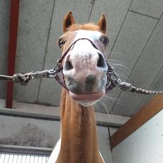 Anden særlig race Fancy  *Fancy Pancy Buks* [Solgt]