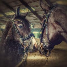 Anden særlig race Adelina(Himmelhest)