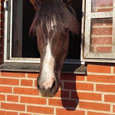 Anden særlig race Adelina(Himmelhest)