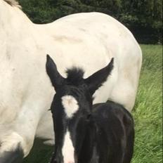Anden særlig race Adelina(Himmelhest)