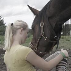Dansk Varmblod Mr. Hot Chokolate Fudge |Choko| [Trænede]