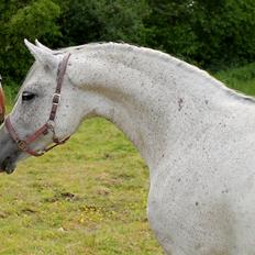 Anden særlig race Grønvangs Fleur de Lis |Flobs|  [Hjemvendt]
