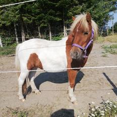 Miniature Hope (Sofie) 