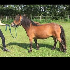 Shetlænder Stjernekiks/Kiksen