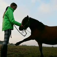 Shetlænder Stjernekiks/Kiksen