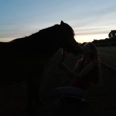 Shetlænder Stjernekiks/Kiksen