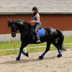 Barockpferd Uhrbrandsmindes Lukas [Avlshingst]