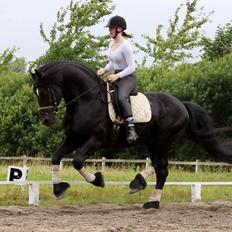 Barockpferd Uhrbrandsmindes Lukas [Avlshingst]