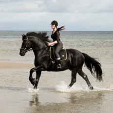 Barockpferd Uhrbrandsmindes Lukas [Avlshingst]