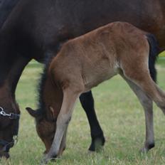 Dartmoor Innis Lille Hvirvel