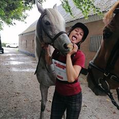 Arabisk fuldblod (OX) Majeed ibn Mutazz (Marley) 